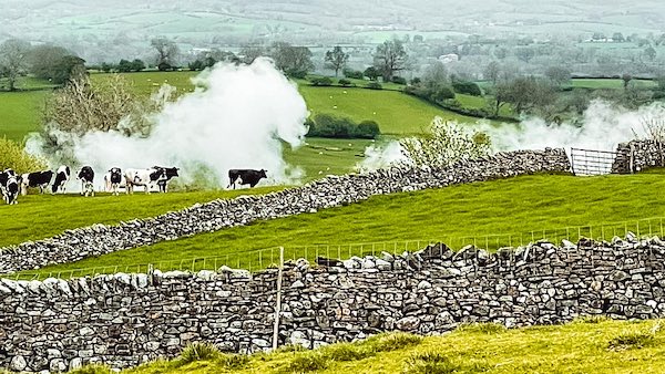 Steam from a stteam train silhouetting cattle