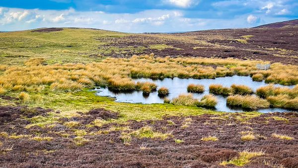 Black Hill from Beale Hill on Ivetlet Moor